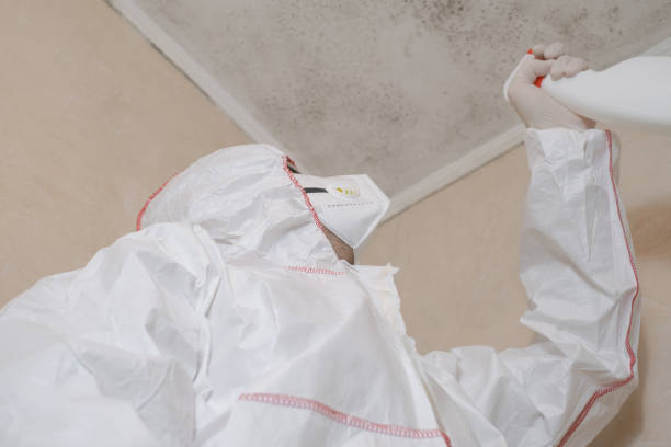 Mold Removal Process in Friendswood, TX